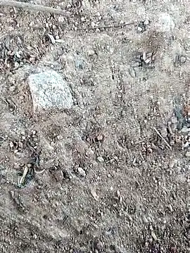 Snapshot of Suman_ji1 chatting on 11, 10, 2025 Suman ji1 online show from 11, 10, 2025