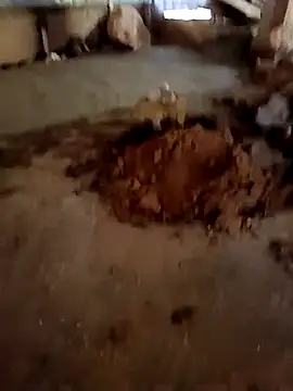 callistra online show from 13, 1, 2026