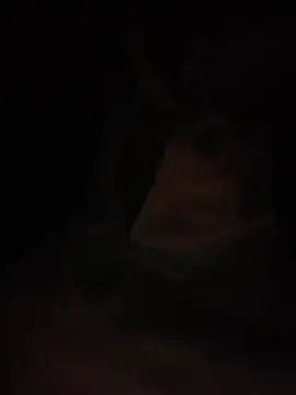 Halyy xx online show from 4, 3, 2026