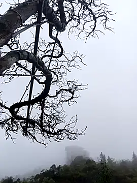 siusiu-00 online show from 1, 11, 2025