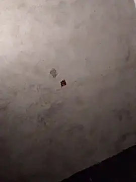 Orlao25cm online show from 12, 3, 2026