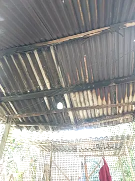 Snapshot of Squirrel-Pear chatting on 20, 11, 2025 Squirrel-Pear online show from 20, 11, 2025