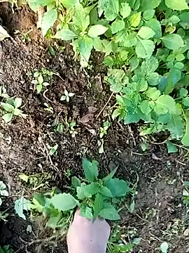 Fish yellow online show from 14, 12, 2025