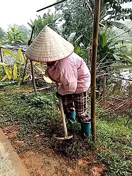 Fish yellow online show from 17, 12, 2025