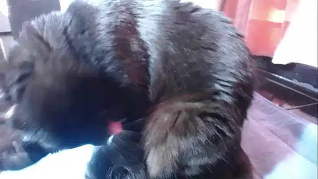 sasha sexy1 online show from 1, 3, 2026