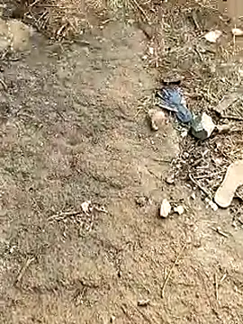 Meow buggie online show from 13, 1, 2026