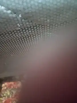 Ariee 199 online show from 4, 12, 2025