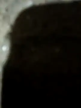 Karisma ji online show from 10, 1, 2026