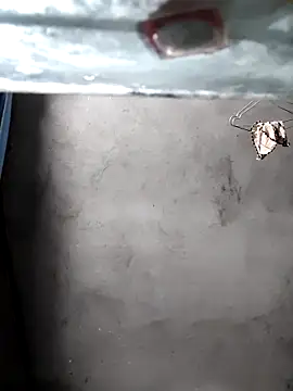 Snapshot of gigo-ulala chatting on 16, 12, 2025 gigo-ulala online show from 16, 12, 2025