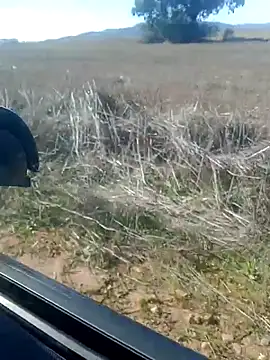 Snapshot of GanaderoMorboso chatting on 14, 2, 2026 GanaderoMorboso online show from 14, 2, 2026