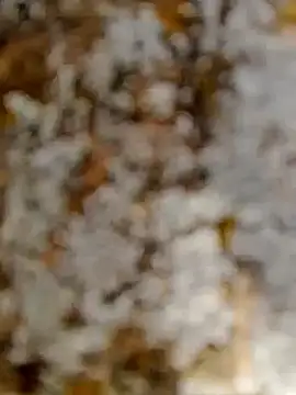 Snapshot of GanaderoMorboso chatting on 15, 2, 2026 GanaderoMorboso online show from 15, 2, 2026