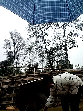 alycen online show from 3, 2, 2026