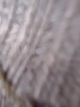 Cataleya 16 online show from 15, 3, 2026