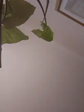 NickoHetero online show from 13, 1, 2026