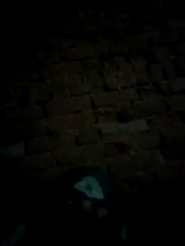 Roshni5050 online show from 18, 1, 2026