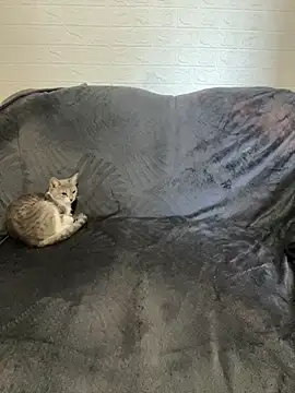 Snapshot of AlisRoxy chatting on 22, 2, 2026 AlisRoxy online show from 22, 2, 2026