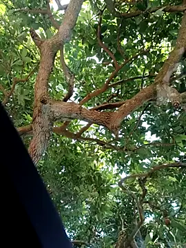 Mkhothiwesibumbu online show from 2, 2, 2026