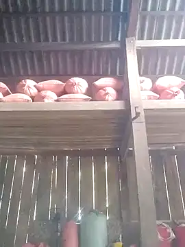 Snapshot of Linka998 chatting on 3, 3, 2026 Linka998 online show from 3, 3, 2026