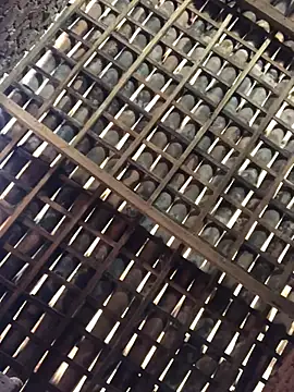 novinhavip777 online show from 9, 2, 2026