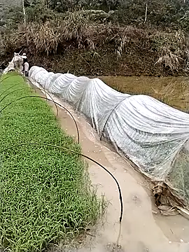 ngocbao11 online show from 12, 3, 2026