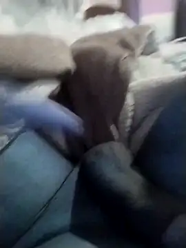 casal spzl online show from 10, 3, 2026