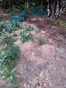 Snapshot of zanh99 chatting on 8, 4, 2026 zanh99 online show from 8, 4, 2026