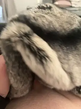 Snapshot of Furdale chatting on 24, 2, 2025 Furdale online show from 24, 2, 2025