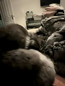 Furdale online show from 24, 11, 2025