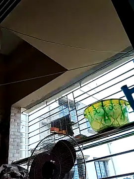 sanjib-1234 online show from 19, 9, 2025