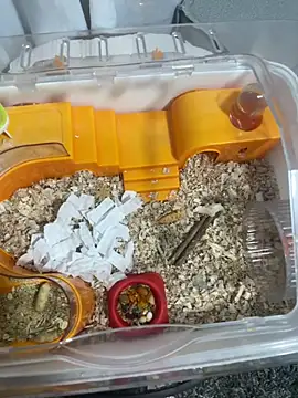 Im sophiie online show from 15, 2, 2026