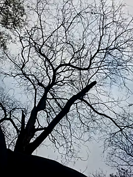 Keli Jessi online show from 19, 11, 2025