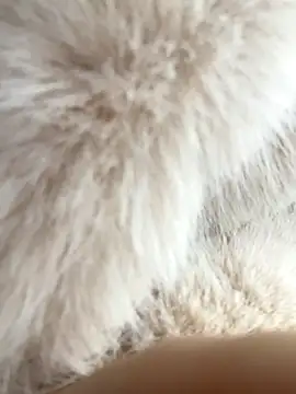 Feral berry 8133 online show from 2, 12, 2024