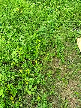 kummuduabbai online show from 12, 9, 2025