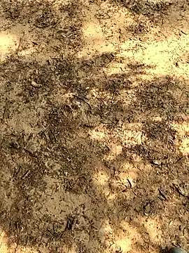 Snapshot of Gopal1243 chatting on 26, 11, 2025 Gopal1243 online show from 26, 11, 2025