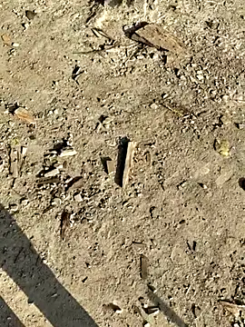 Snapshot of Gopal1243 chatting on 8, 1, 2026 Gopal1243 online show from 8, 1, 2026